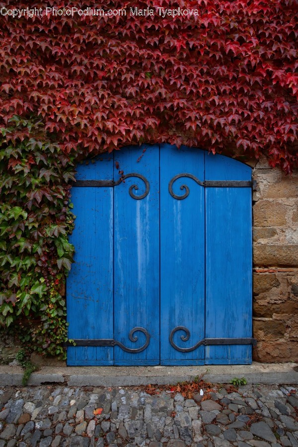 Plant, Door, Ivy, Walkway, Path