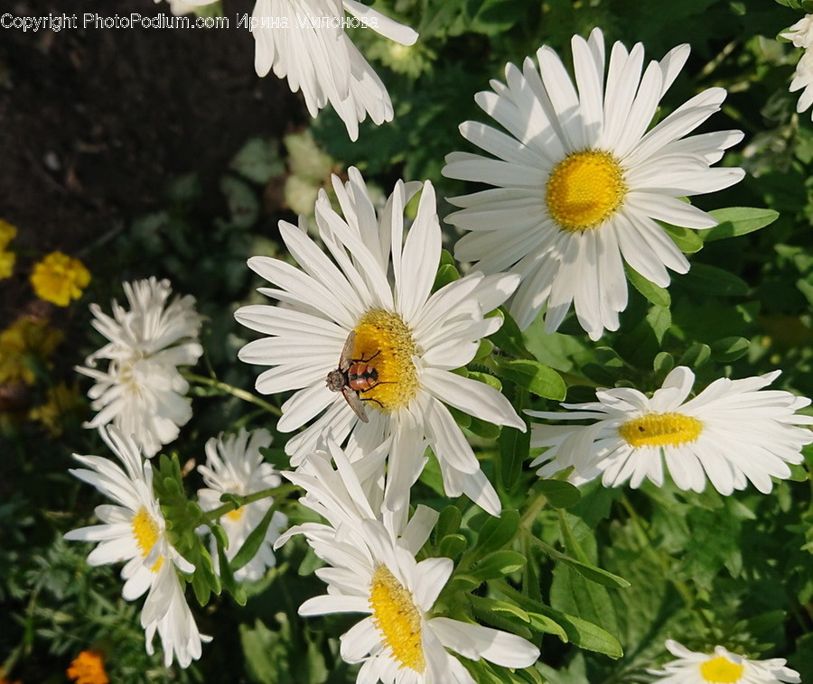Plant, Flower, Daisies, Daisy, Blossom