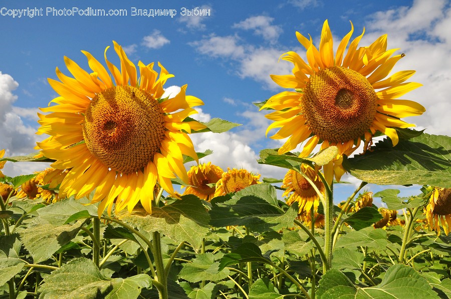 Plant, Flower, Blossom, Sunflower