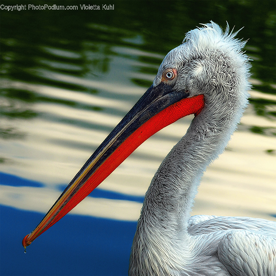 Bird, Animal, Stork, Beak, Outdoors