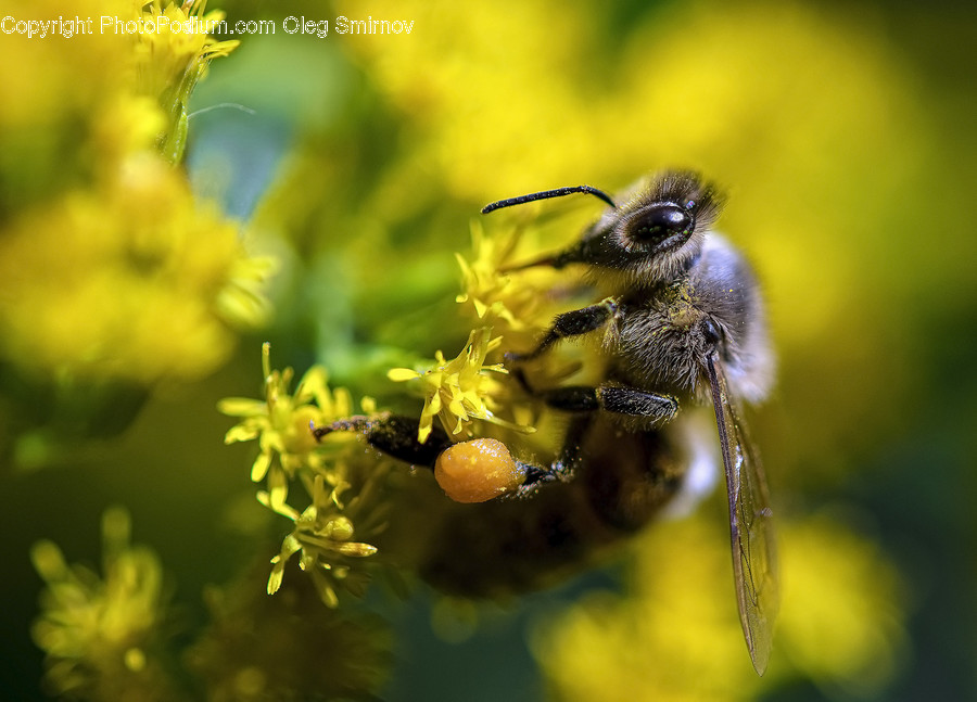 Animal, Bee, Invertebrate, Apidae, Insect