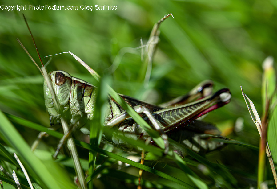 Animal, Insect, Invertebrate, Grasshoper, Grasshopper