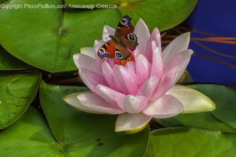 Plant, Blossom, Flower, Lily, Pond Lily