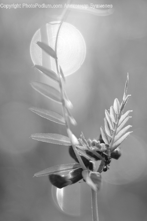 Plant, Blossom, Flower, Animal, Grass