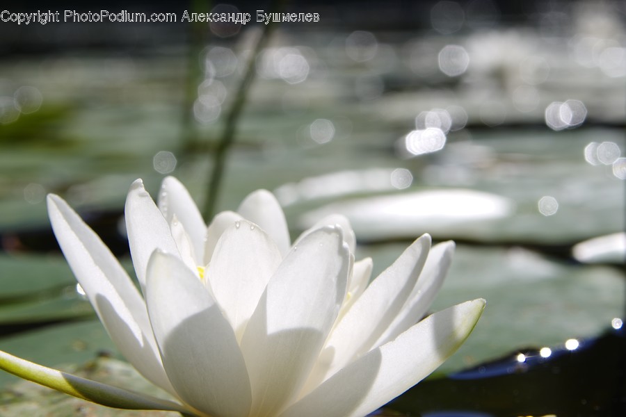Plant, Flower, Blossom, Lily, Pond Lily
