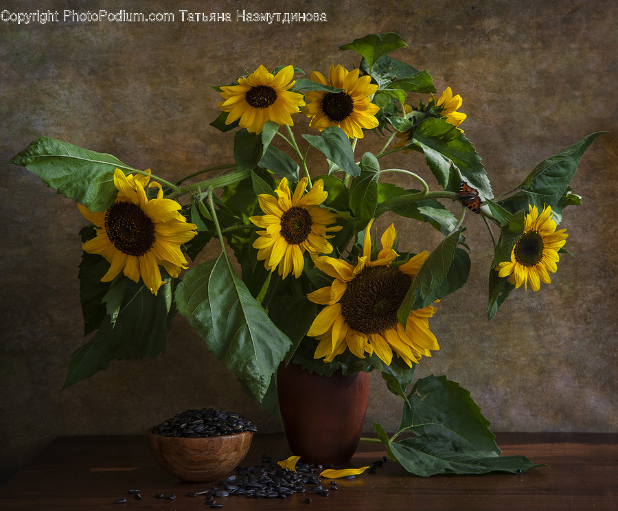 Plant, Flower, Blossom, Sunflower, Painting
