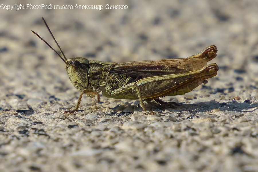 Invertebrate, Insect, Animal, Grasshopper, Grasshoper