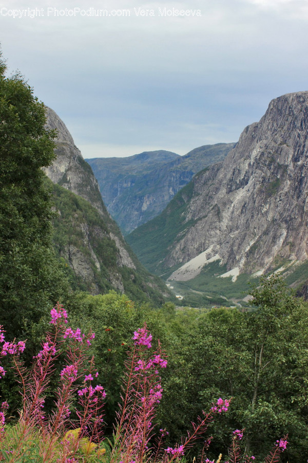 Outdoors, Nature, Mountain, Slope, Plant