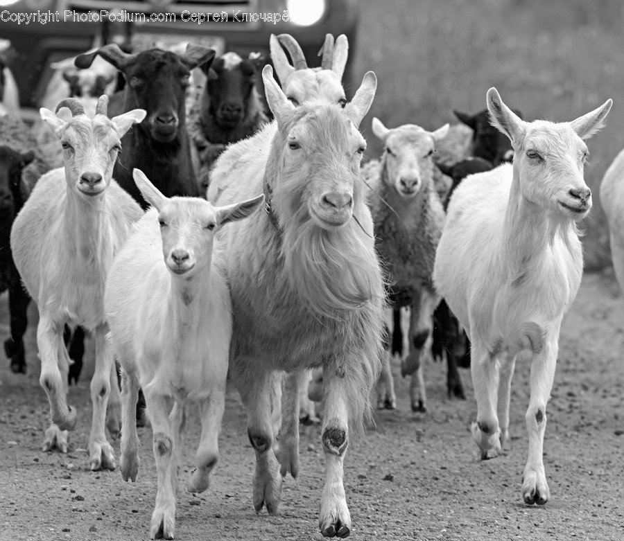Animal, Herd, Sheep, Mammal, Flock