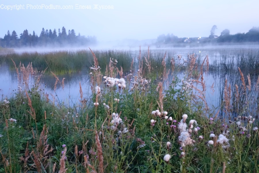 Outdoors, Nature, Land, Water, Plant