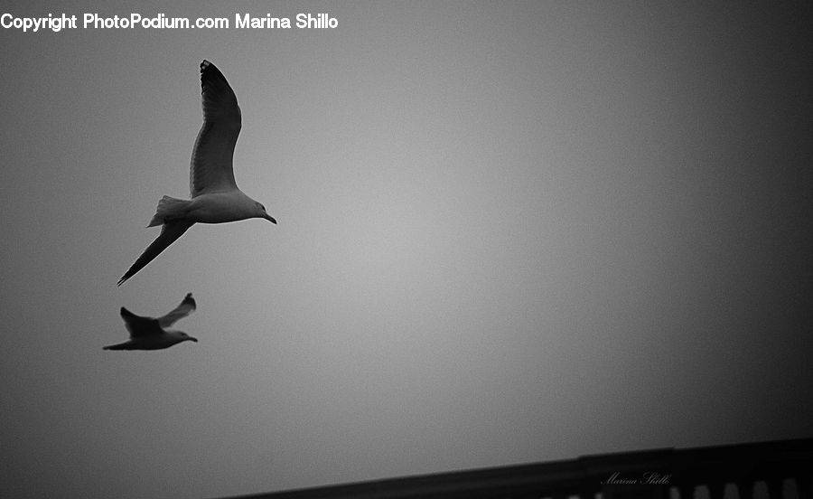 Bird, Seagull, Dove, Pigeon, Booby