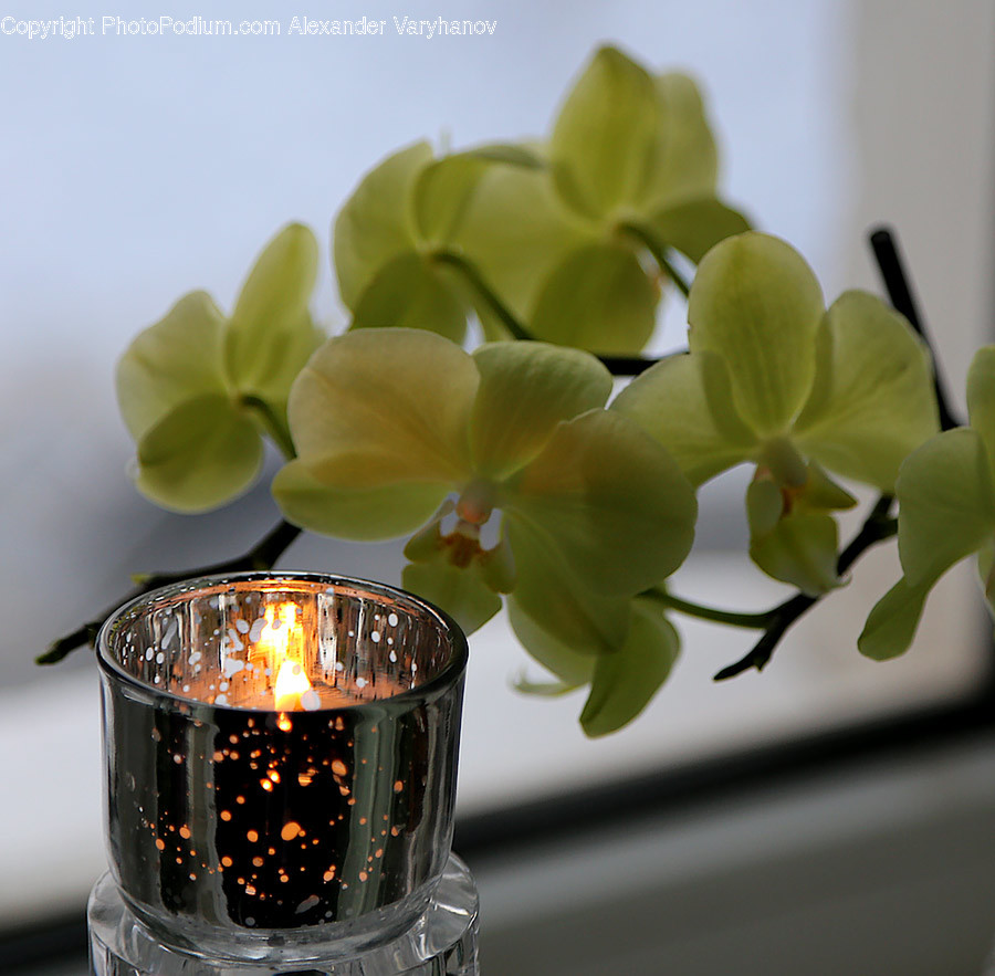 Plant, Flower, Blossom, Jar