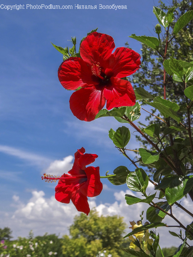 Plant, Flower, Blossom, Geranium, Pollen
