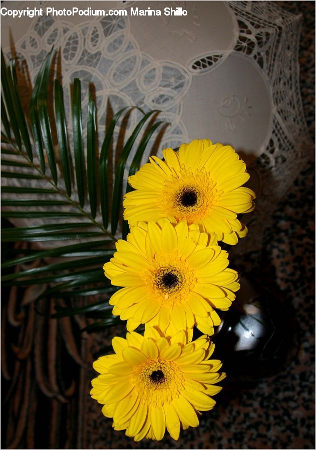 Plant, Potted Plant, Blossom, Flora, Flower, Sunflower, Daffodil