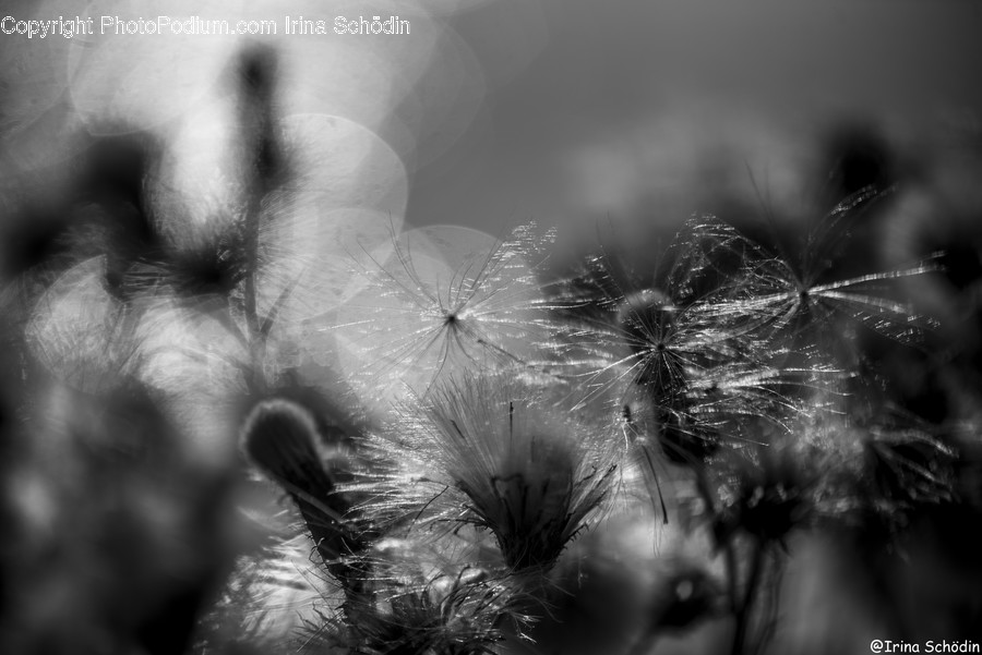 Plant, Blossom, Flower, Dandelion, Spider