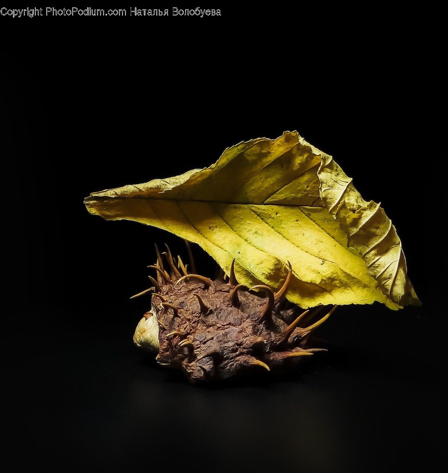 Leaf, Plant, Veins, Fungus, Amphibian