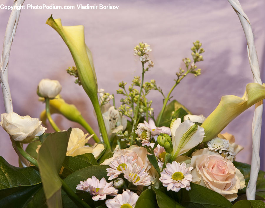 Flower, Flower Arrangement, Flower Bouquet, Blossom, Flora, Plant, Floral Design