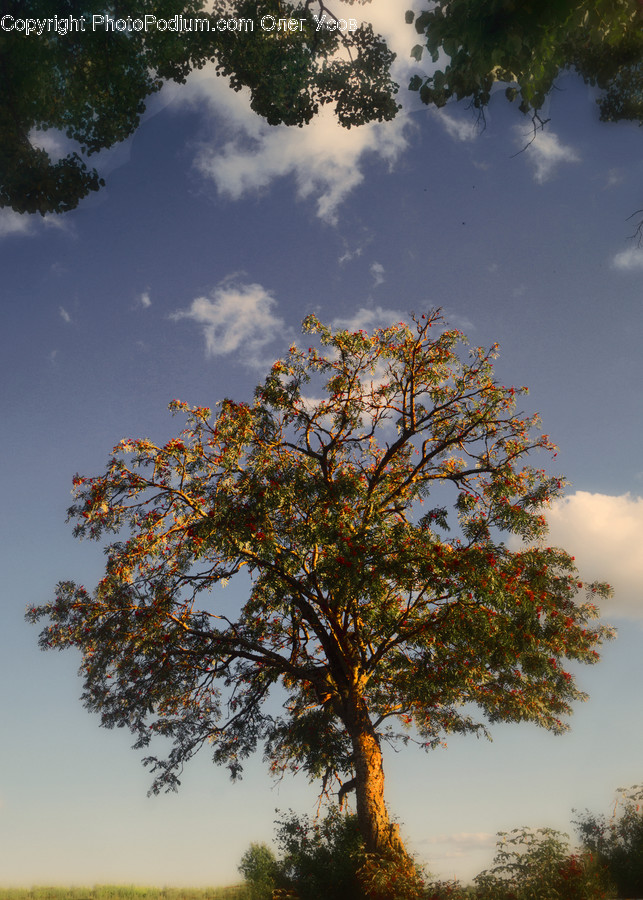 Plant, Tree, Tree Trunk, Nature, Weather