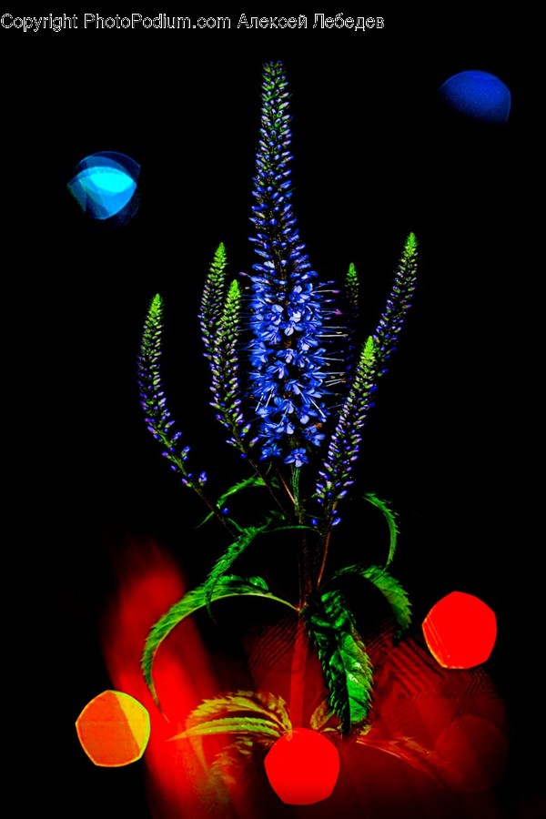 Ornament, Pattern, Fractal, Plant, Universe