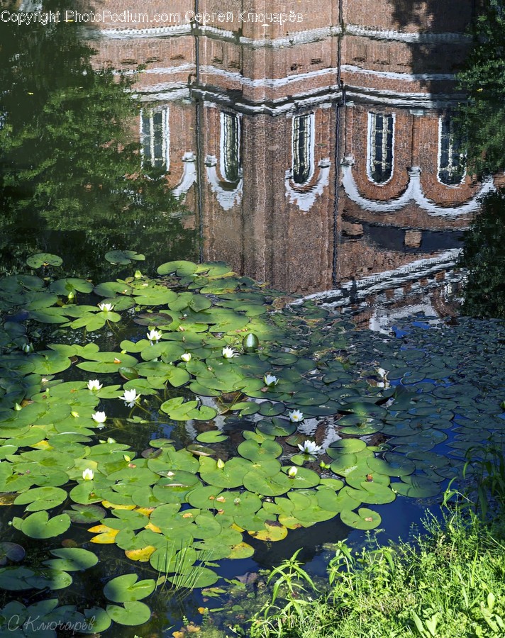 Nature, Outdoors, Water, Plant, Building
