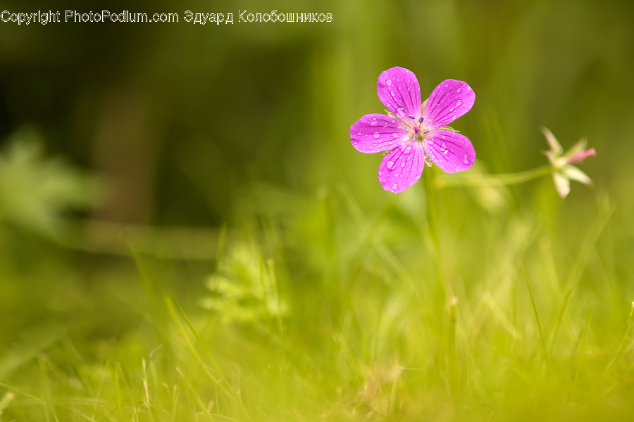 Flower, Blossom, Geranium, Plant, Petal