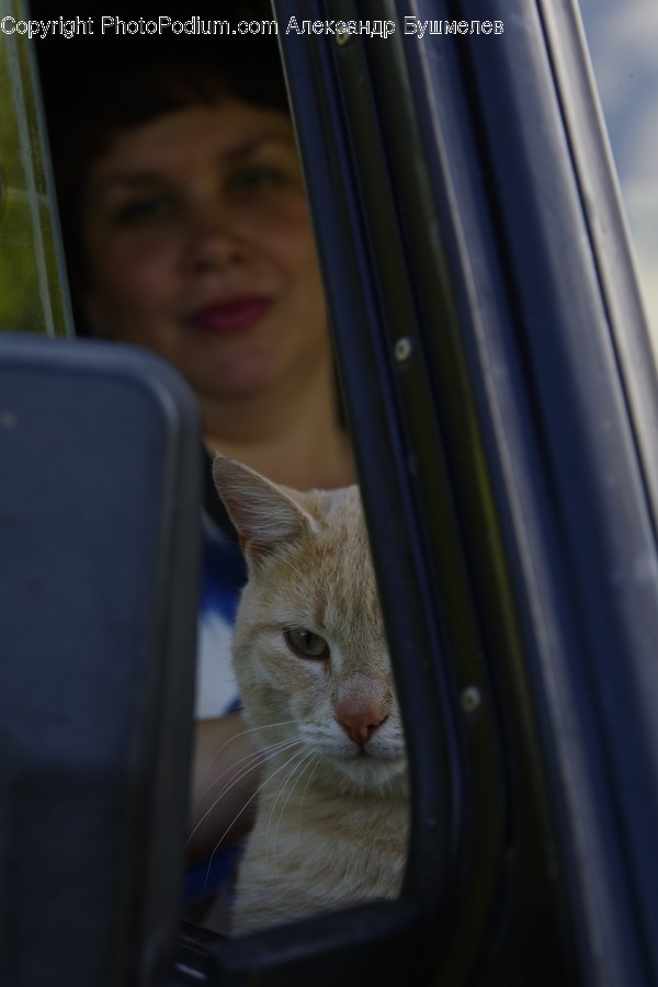 Home Decor, Person, Human, Animal, Cat