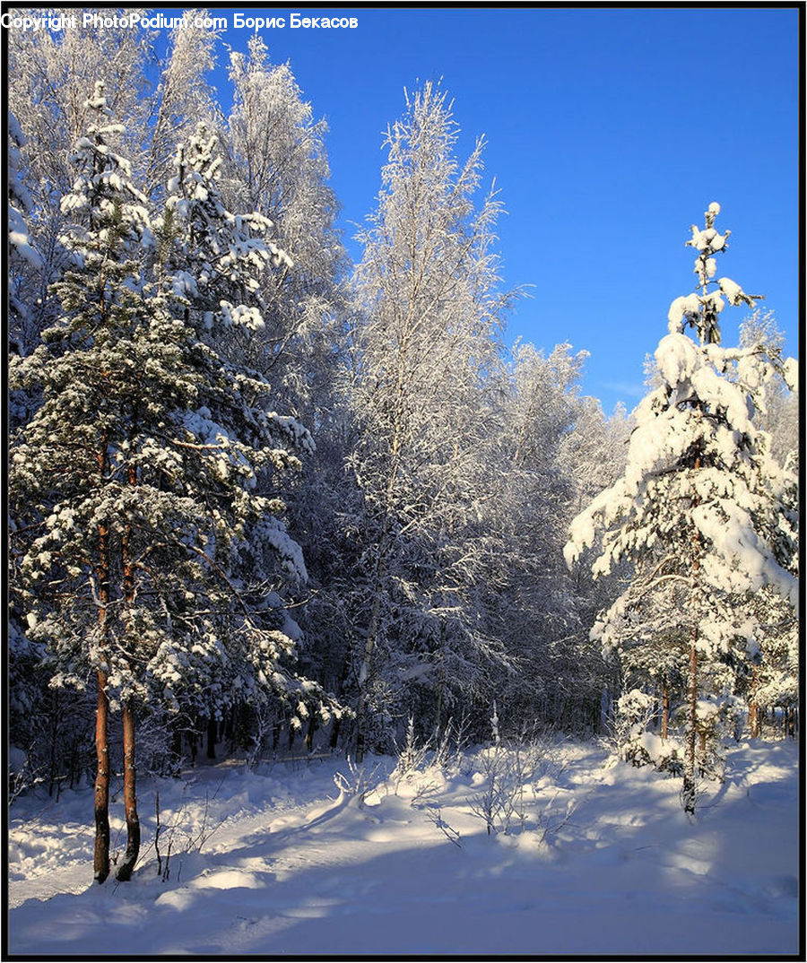 Conifer, Fir, Plant, Tree, Spruce, Wood, Landscape