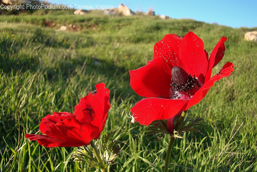 Plant, Blossom, Flower, Poppy, Bee