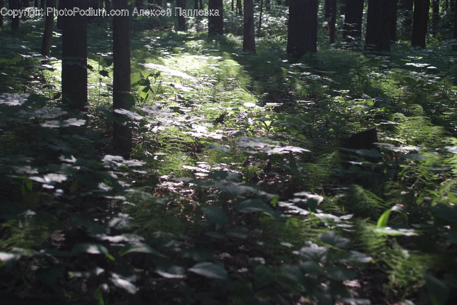 Vegetation, Plant, Land, Forest, Tree