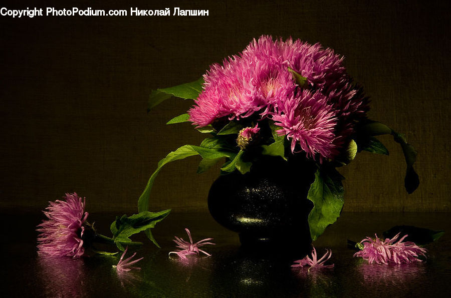 Flora, Flower, Plant, Thistle, Weed, Invertebrate, Sea Anemone