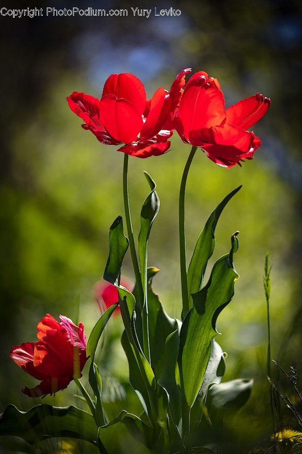 Plant, Blossom, Flower, Geranium, Petal