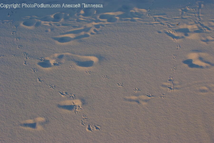 Footprint, Bird, Animal, Vehicle, Transportation