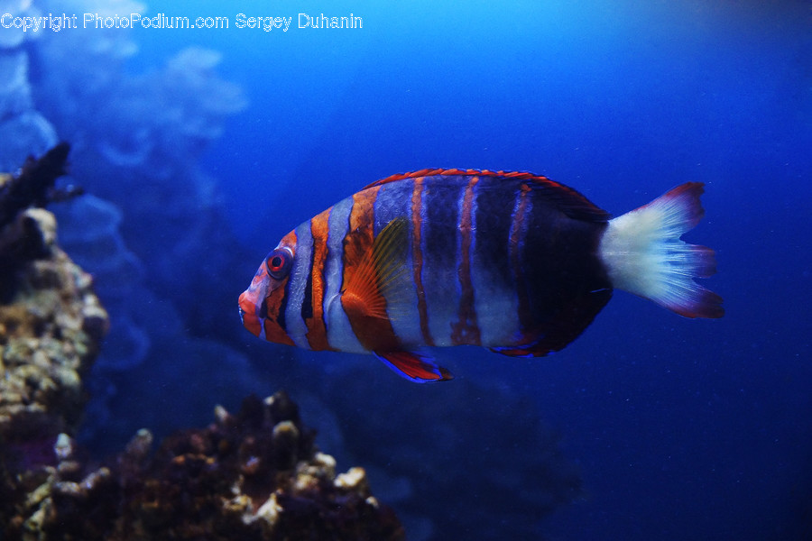 Fish, Animal, Water, Ocean, Sea