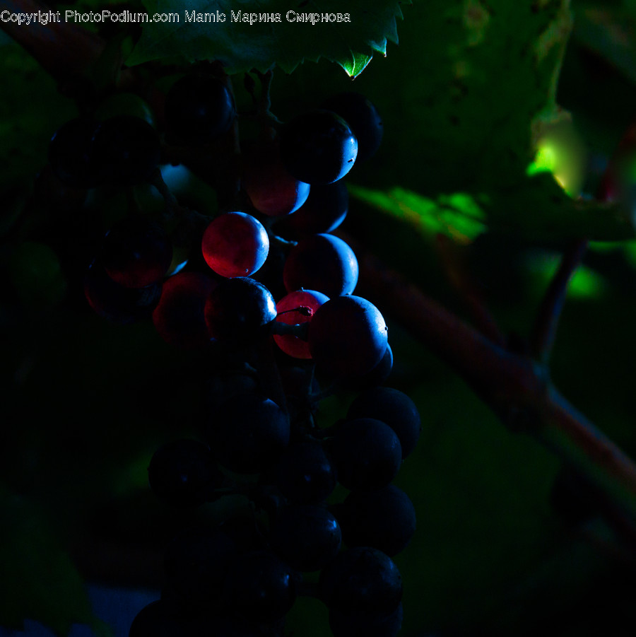 Food, Grapes, Plant, Fruit, Light