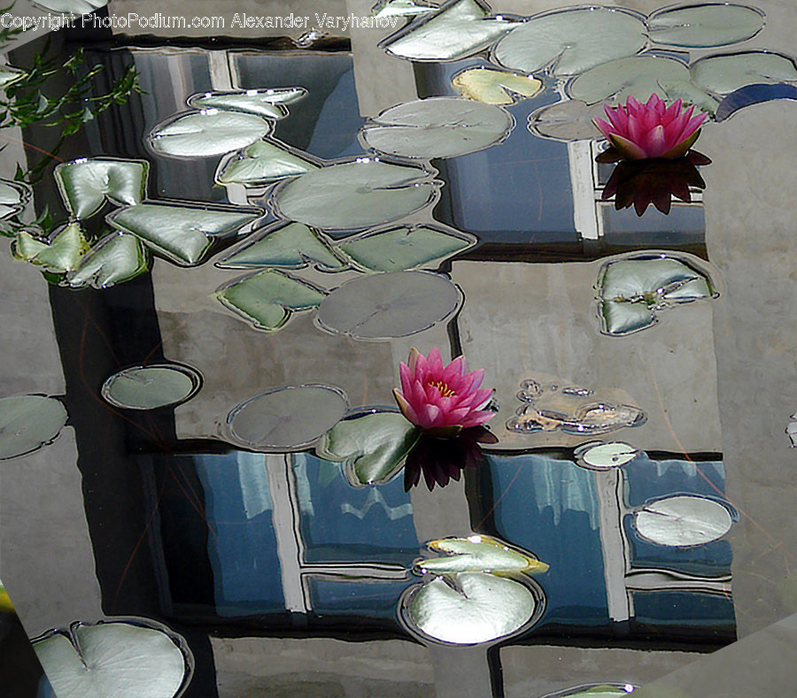Plant, Flower, Blossom, Lily, Pond Lily