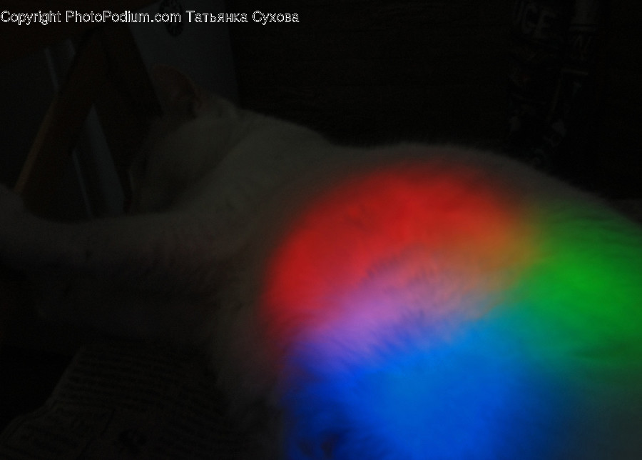 Light, Flare, Mammal, Pet, Cat
