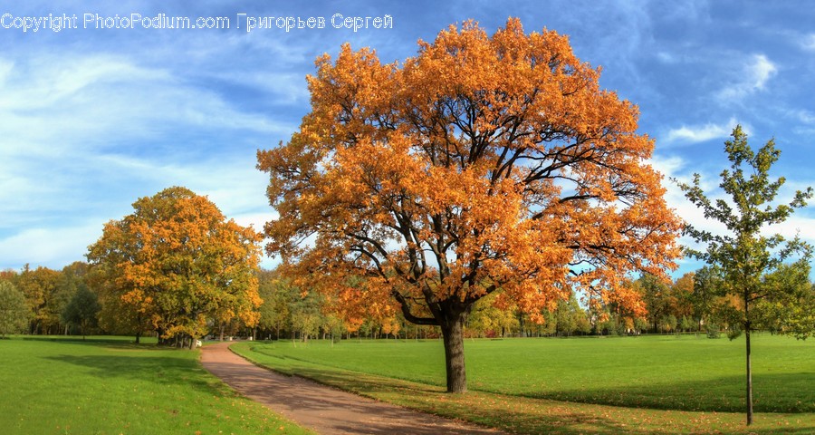 Tree, Plant, Tree Trunk, Grass, Maple