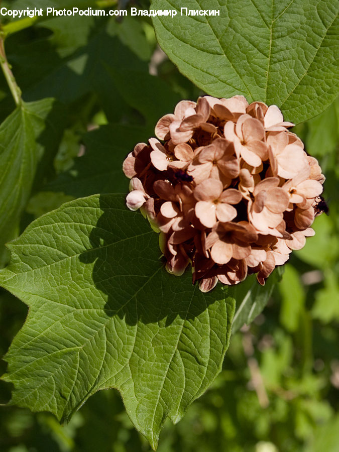 Blossom, Flora, Flower, Plant, Fruit, Raspberry, Geranium