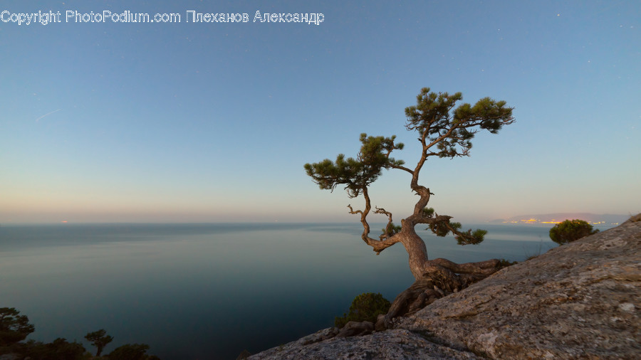 Plant, Tree, Tree Trunk, Nature, Outdoors