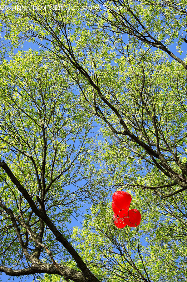 Plant, Tree, Flower, Blossom, Ball
