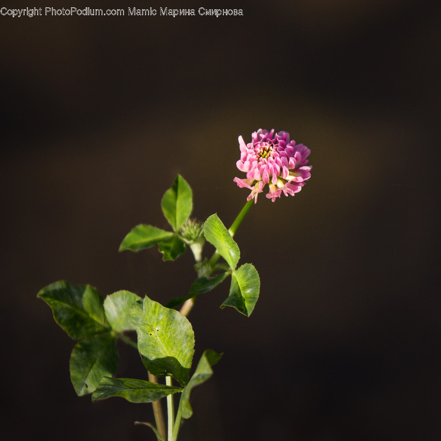 Flower, Plant, Acanthaceae, Blossom, Geranium