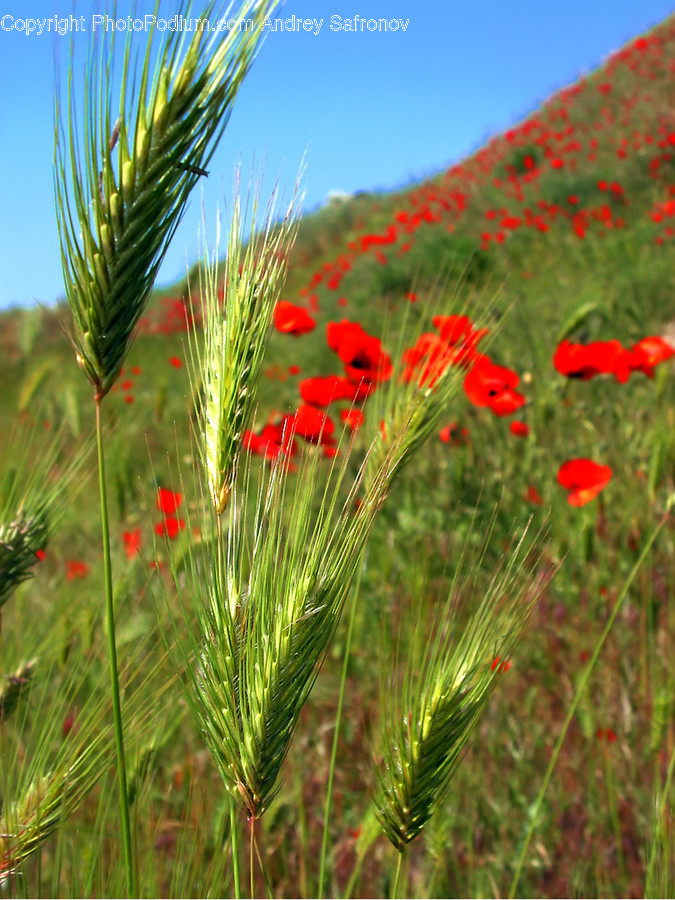 Plant, Vegetation, Flower, Blossom, Food