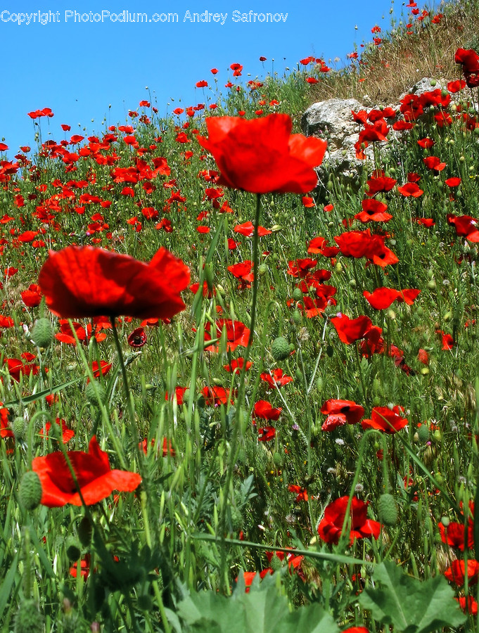 Plant, Flower, Blossom, Poppy, Field