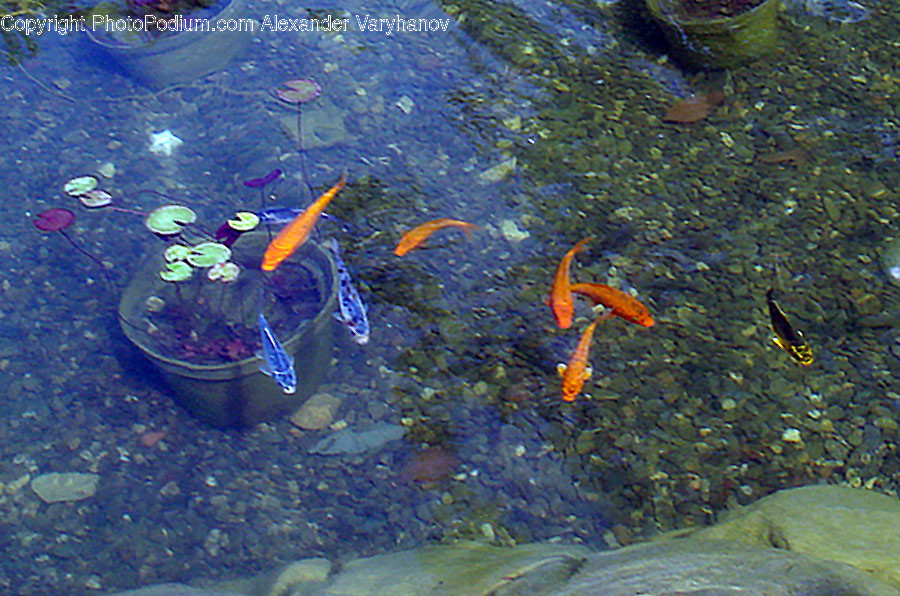 Fish, Animal, Goldfish, Sea Life, Bird