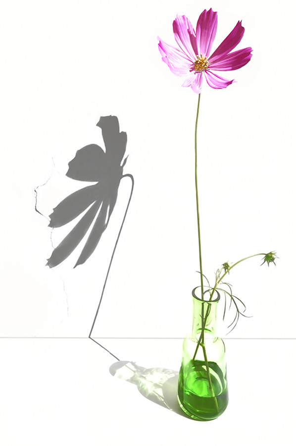 Plant, Flower, Blossom, Floral Design, Pattern