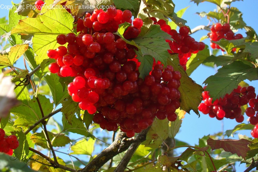 Plant, Food, Fruit, Cherry