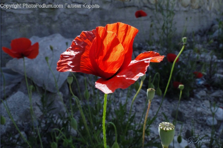 Plant, Blossom, Flower, Rose, Poppy