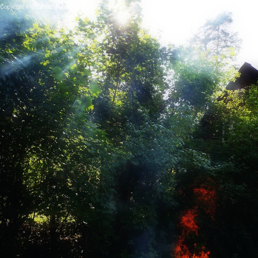Light, Flare, Fire, Forest Fire, Art