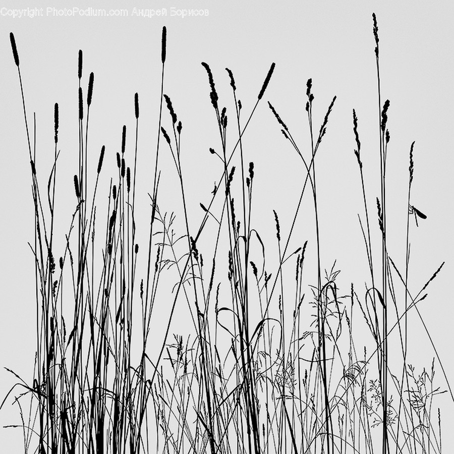 Plant, Grass, Lawn, Reed, Animal