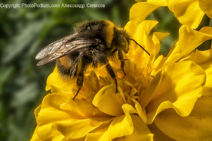 Animal, Invertebrate, Bee, Insect, Apidae